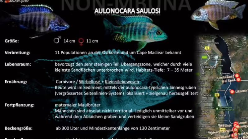 Artentafel - Aulonocara saulosi