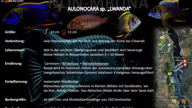 Artentafel - Aulonocara sp. "lwanda"