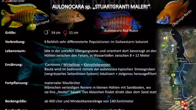 Artentafel - Aulonocara sp. "stuartgranti maleri"