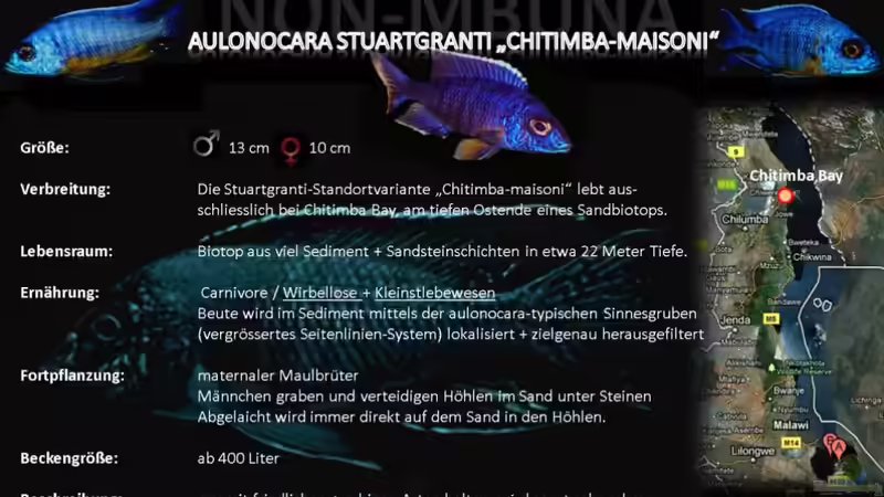 Artentafel - Aulonocara stuartgranti "chitimba-maisoni"