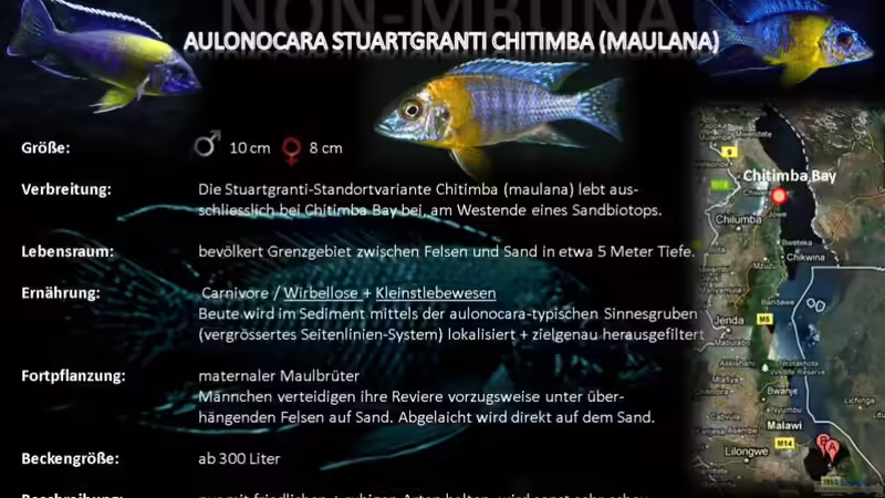 Artentafel - Aulonocara stuartgranti "chitimba" (maulana)