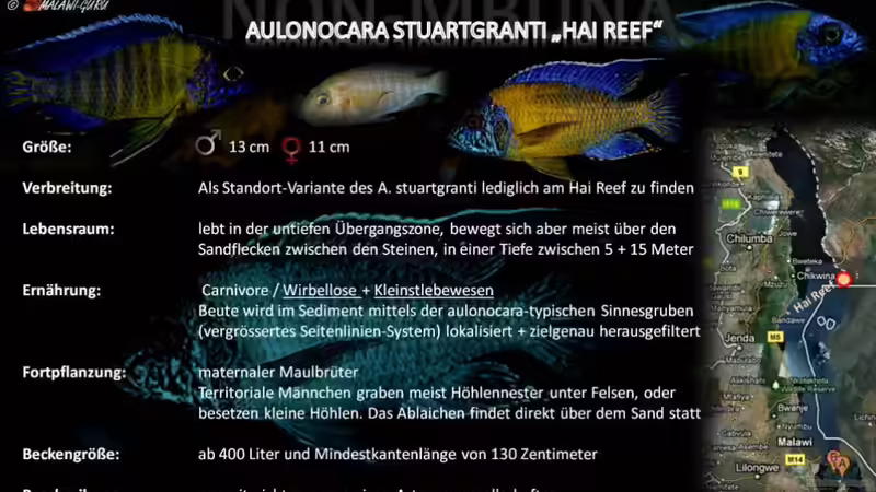 Artentafel - Aulonocara stuartgranti "hai reef"
