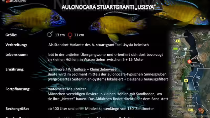 Artentafel - Aulonocara stuartgranti "usysia"