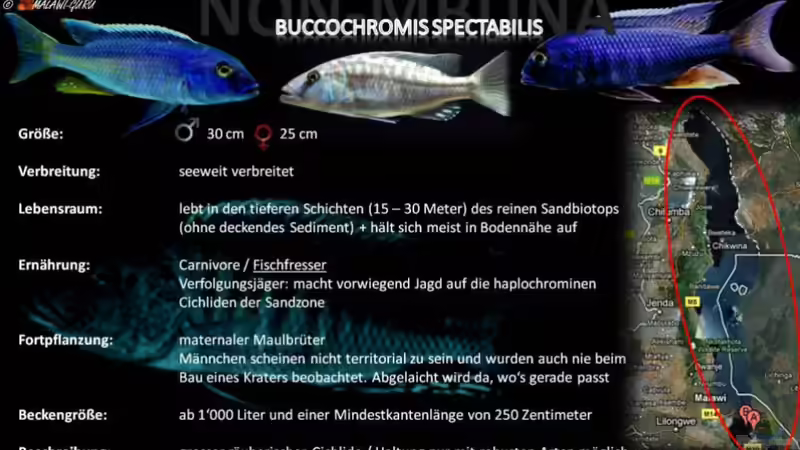 Artentafel - Buccochromis spectabilis
