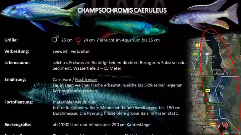 Artentafel - Champsochromis caeruleus
