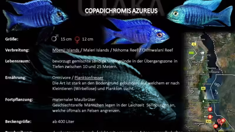 Artentafel - Copadichromis azureus