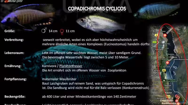 Artentafel - Copadichromis cyclicos