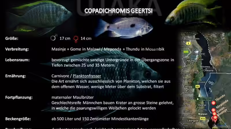 Artentafel - Copadichromis geertsi