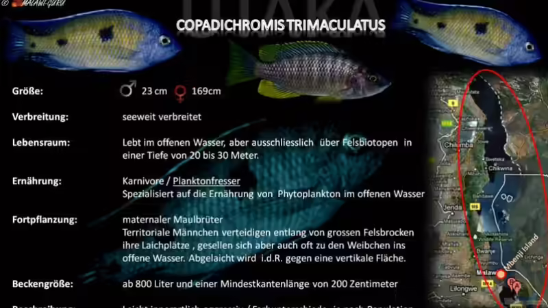 Artentafel - Copadichromis trimaculatus