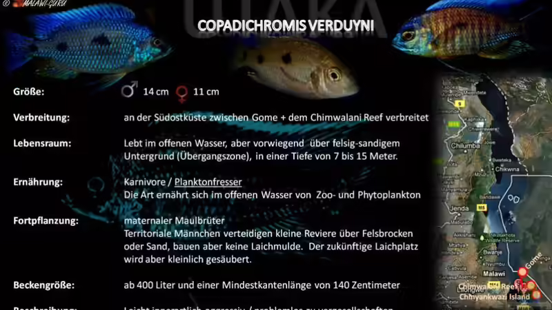 Artentafel - Copadichromis verduyni