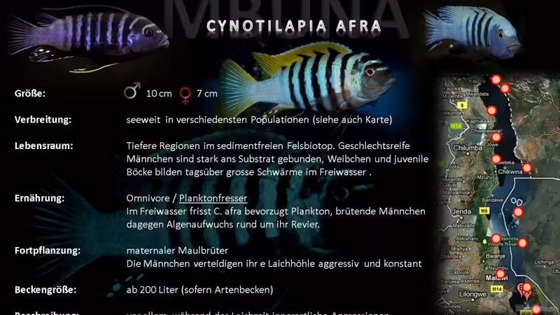 Artentafel - Cynotilapia afra