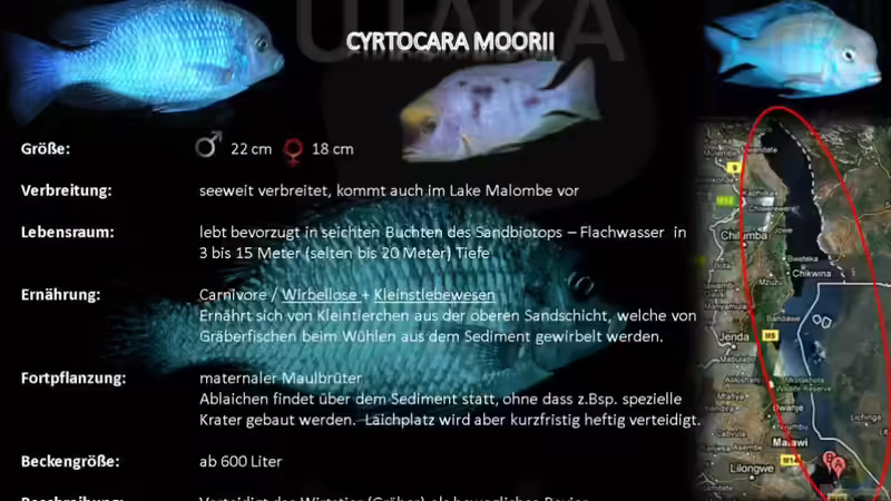 Artentafel - Cyrtocara moorii