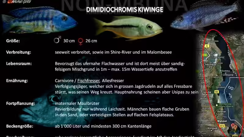 Einrichtungsbeispiele für die Haltung von Dimidiochromis kiwinge im Aquarium