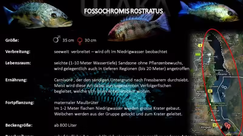 Artentafel - Fossochromis rostratus