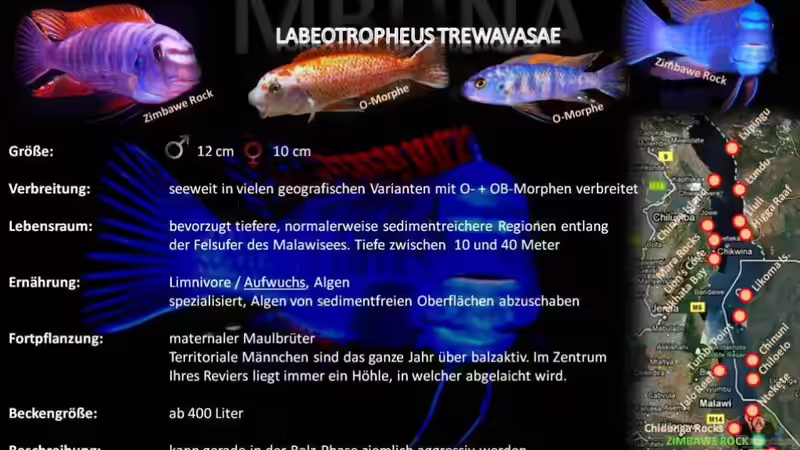 Artentafel - Labeotropheus trewavasae
