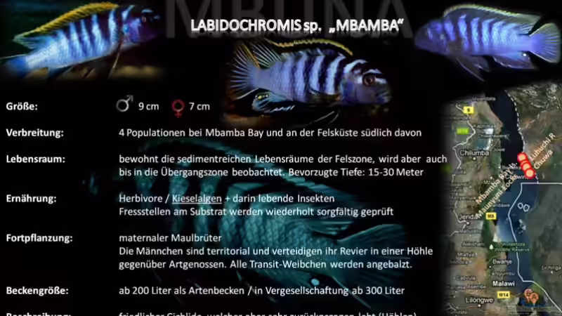 Artentafel - Labidochromis sp. "mbamba"