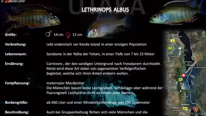Artentafel - Lethrinops albus