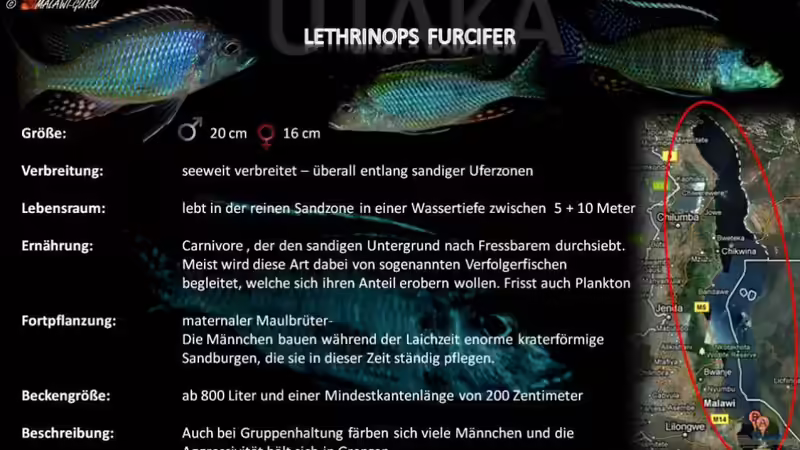 Artentafel - Lethrinops furcifer