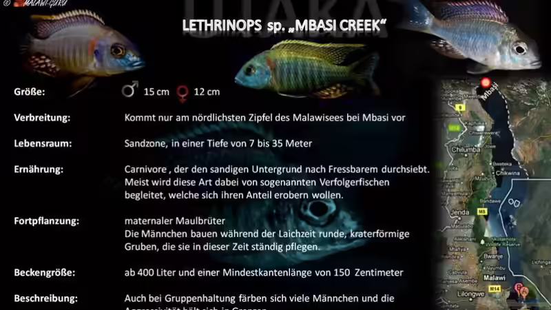 Artentafel - Lethrinops sp. "mbasi creek"