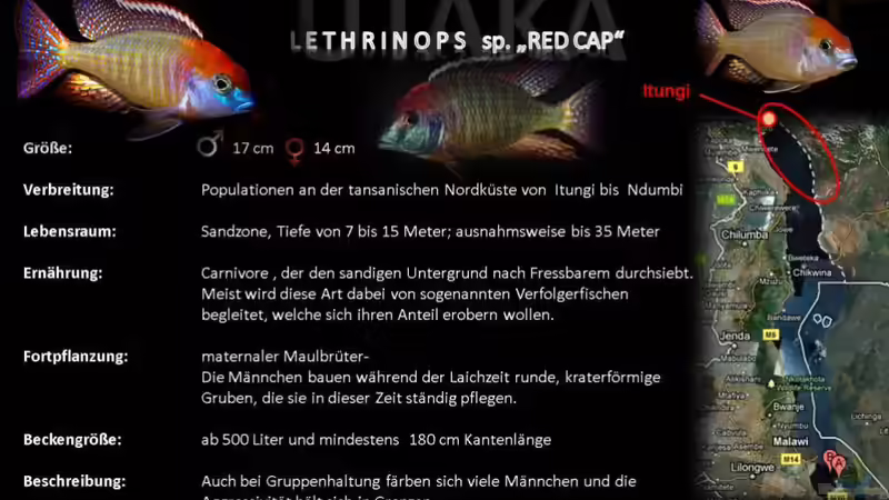 Artentafel - Lethrinops sp. "red cap"