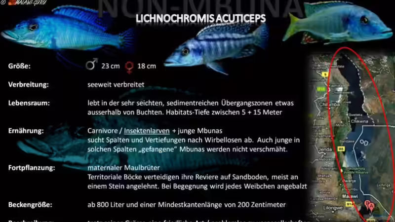 Artentafel - Lichnochromis acuticeps