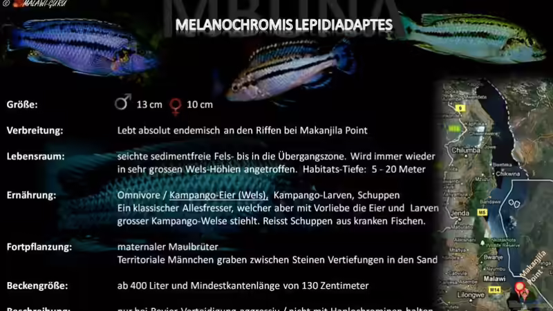 Artentafel - Melanochromis lepidiadaptes