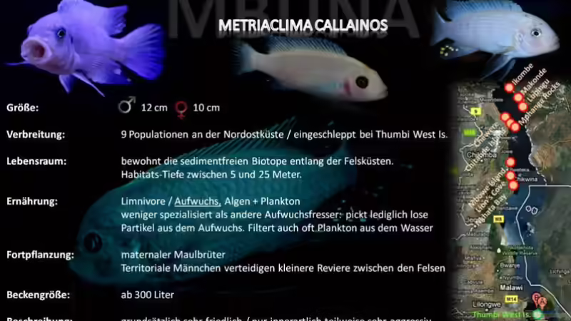 Artentafel - Metriaclima callainos