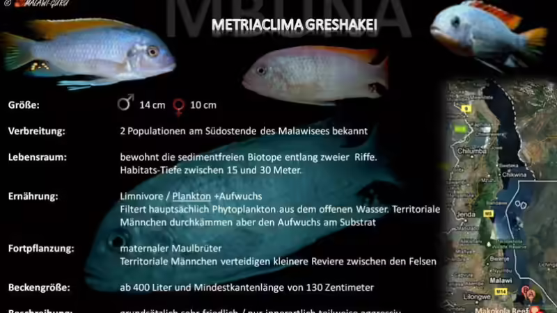 Artentafel - Metriaclima greshakei