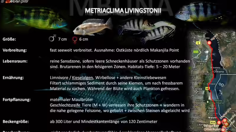 Artentafel - Metriaclima livingstonii