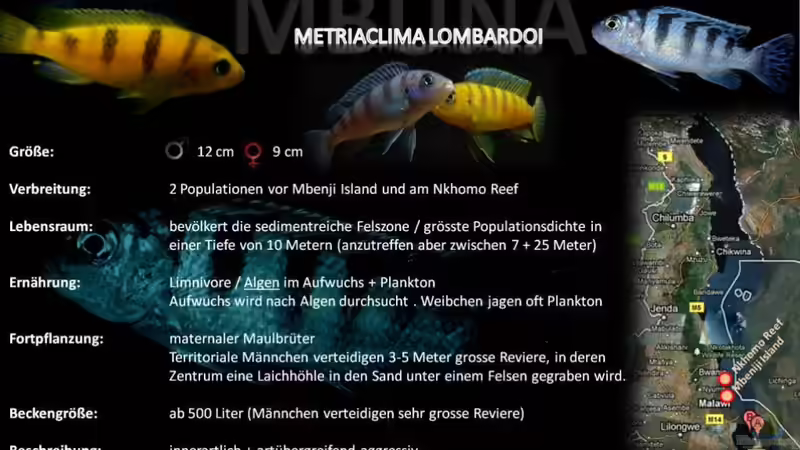 Artentafel - Metriaclima lombardoi