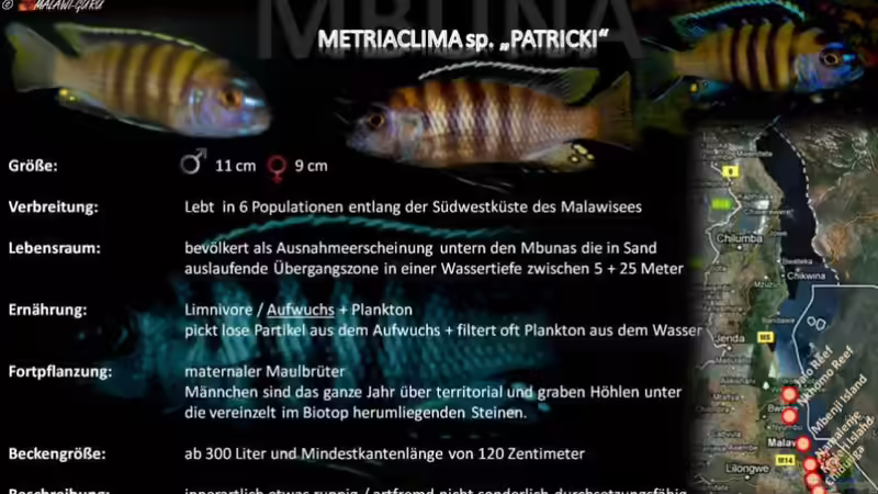 Artentafel - Metriaclima sp. "patricki"