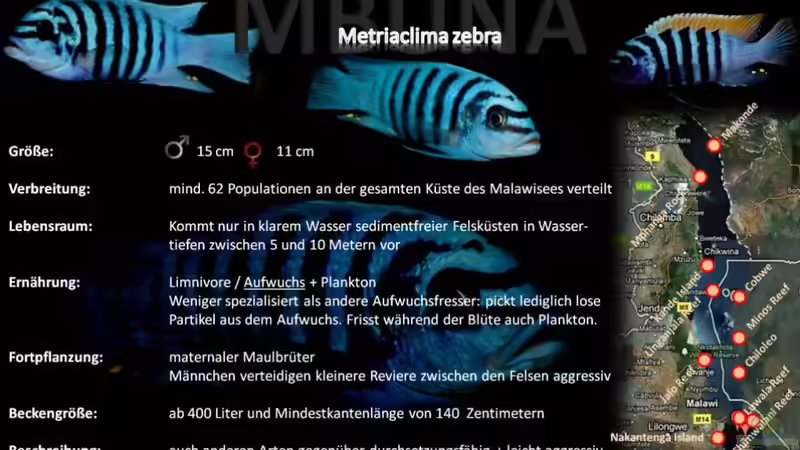 Artentafel - Metriaclima zebra