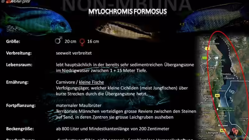 Artentafel - Mylochromis formosus