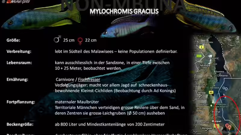Aquarien mit Mylochromis (Sciaenochromis) gracilis