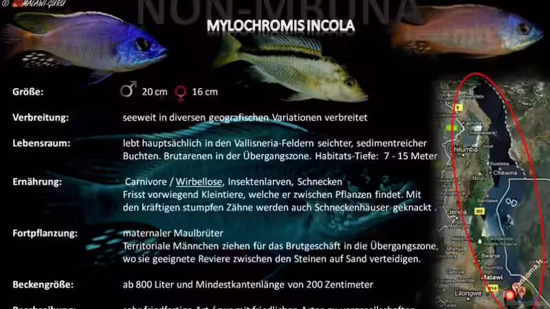 Artentafel - Mylochromis incola