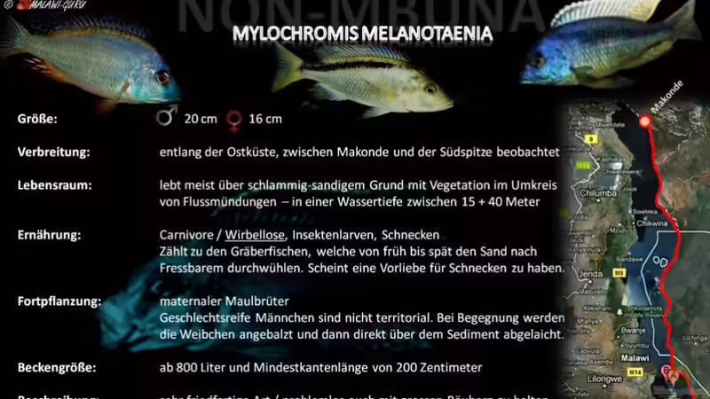 Artentafel - Mylochromis melanotaenia