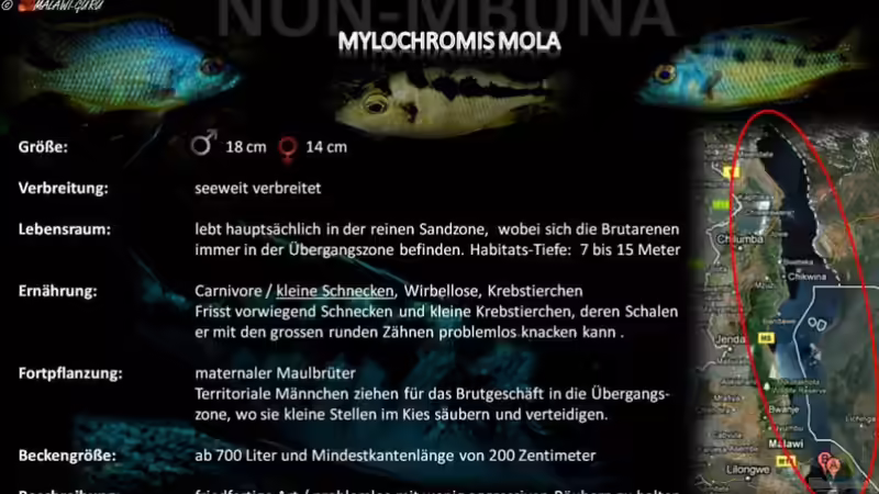 Artentafel - Mylochromis mola