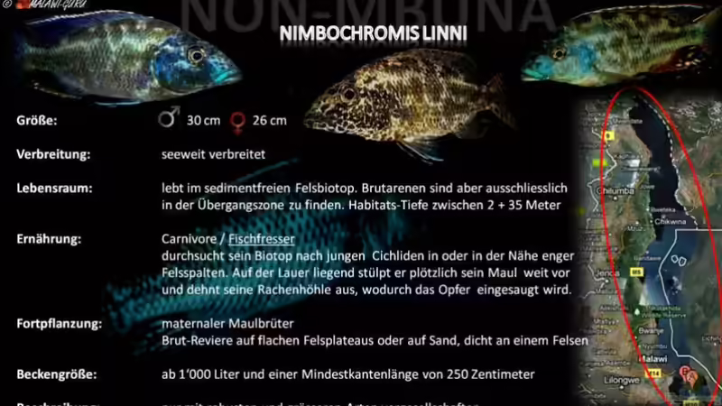 Artentafel - Nimbochromis linni