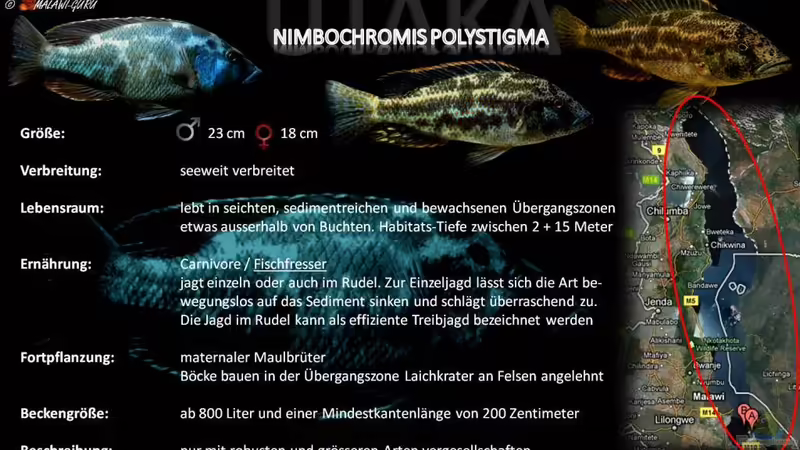 Artentafel - Nimbochromis polystigma