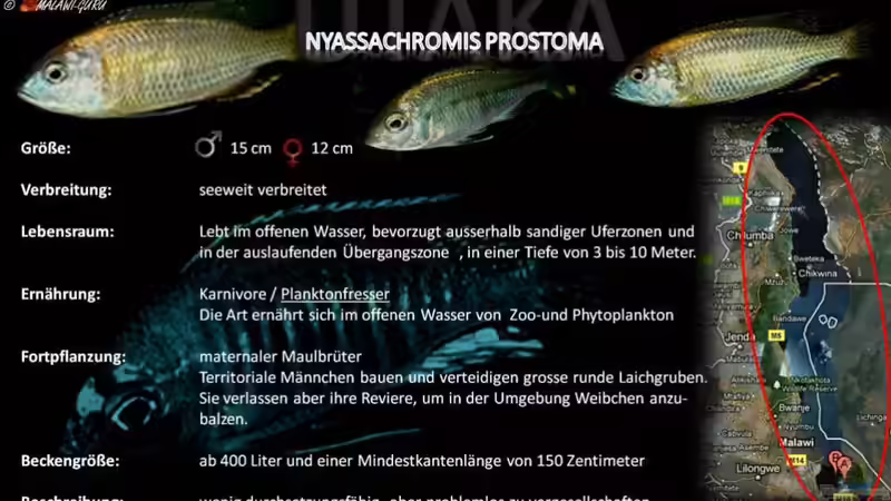 Artentafel - Nyassachromis prostoma
