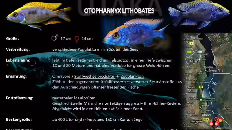 Artentafel - Otopharnyx lithobates