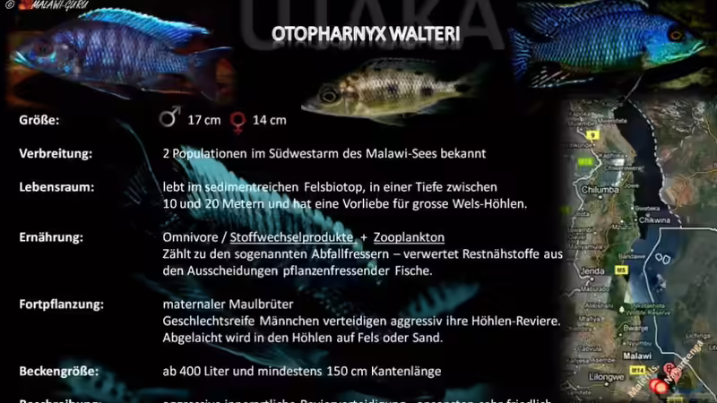Artentafel - Otopharnyx walteri