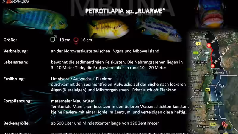 Artentafel - Petrotilapia sp. "ruarwe"