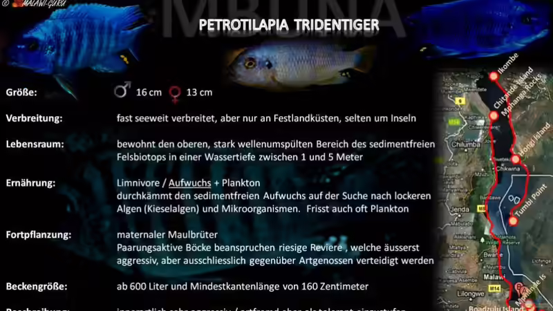 Artentafel - Petrotilapia tridentiger