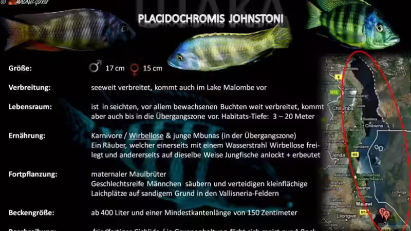 Artentafel - Placidochromis johnstoni