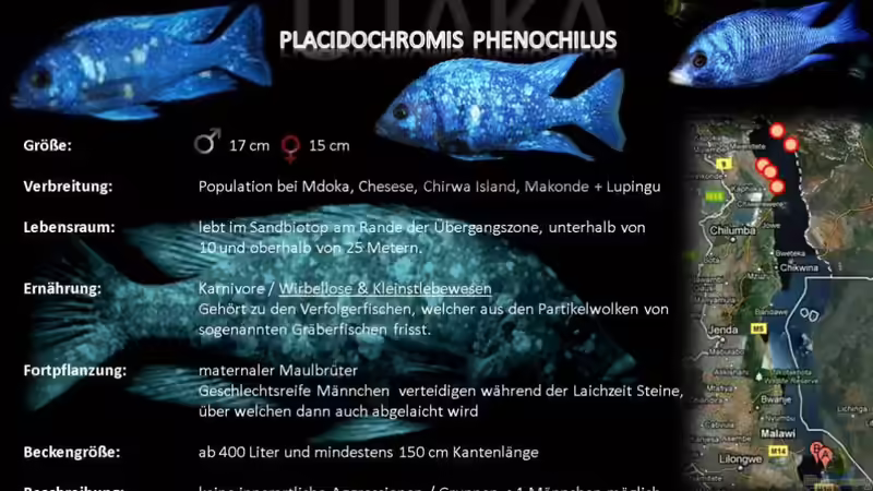 Artentafel - Placidochromis phenochilus