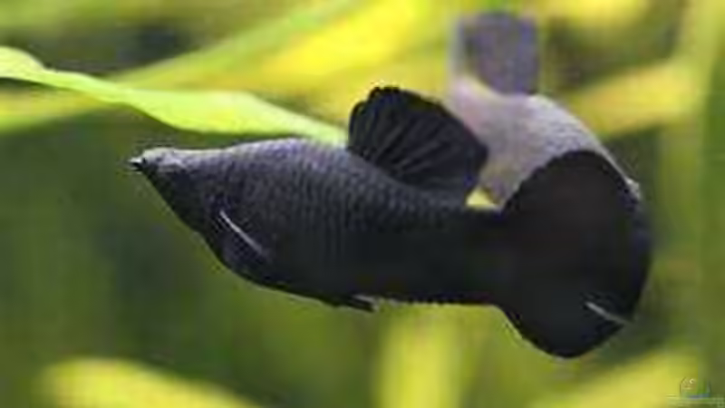 Artentafel - Poecilla sphenops