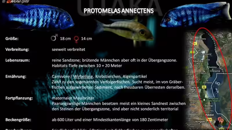 Artentafel - Protomelas annectens