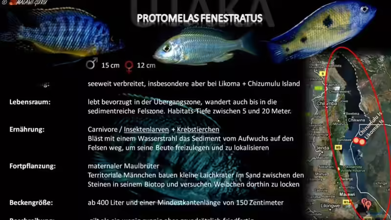 Artentafel - Protomelas fenestratus