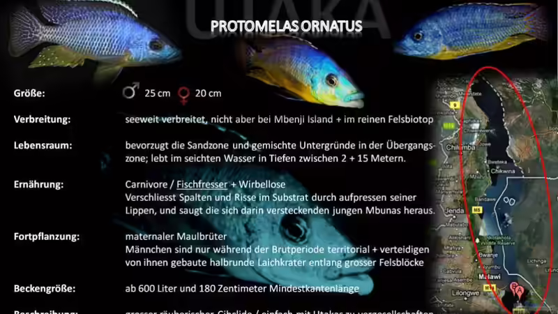Artentafel - Protomelas ornatus